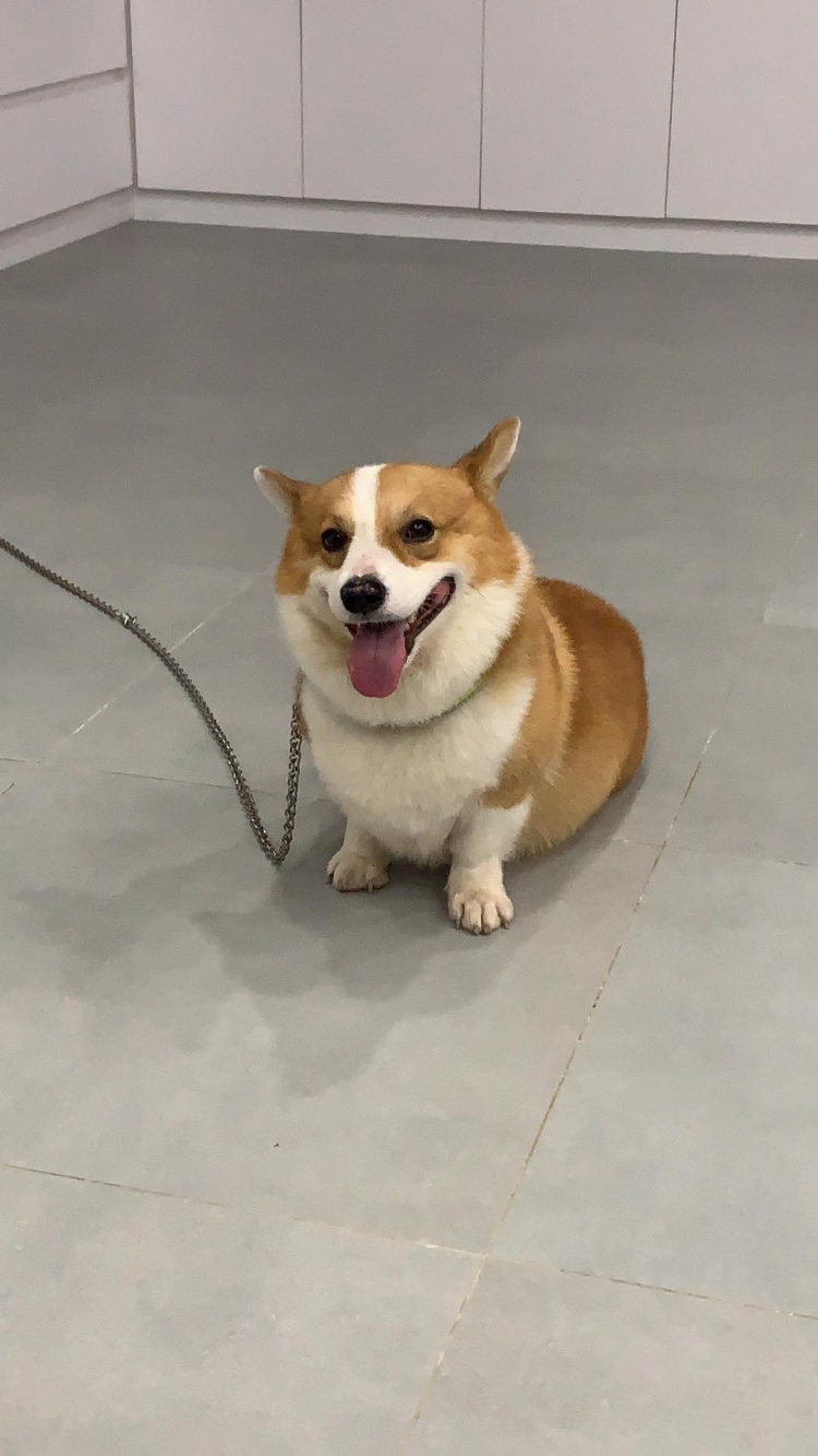 Hỏi kinh nghiệm nuôi chó Corgi ah