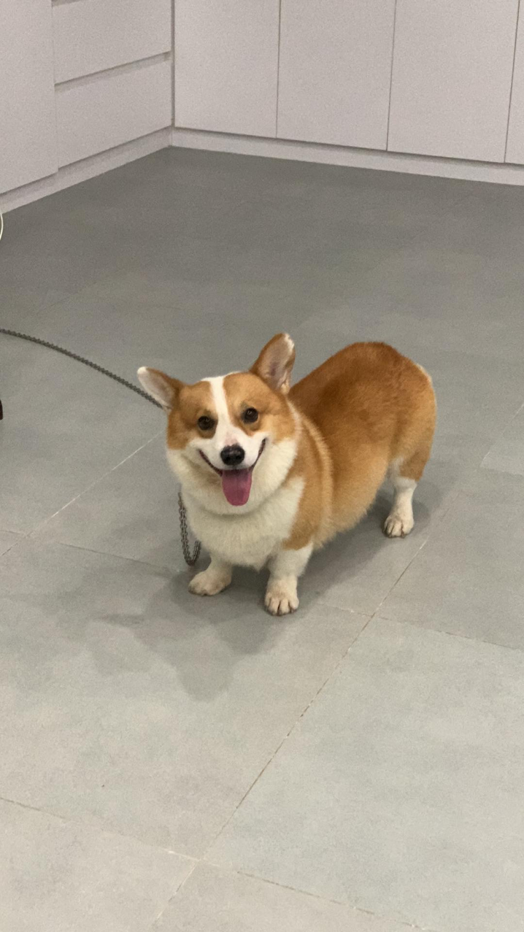 Hỏi kinh nghiệm nuôi chó Corgi ah