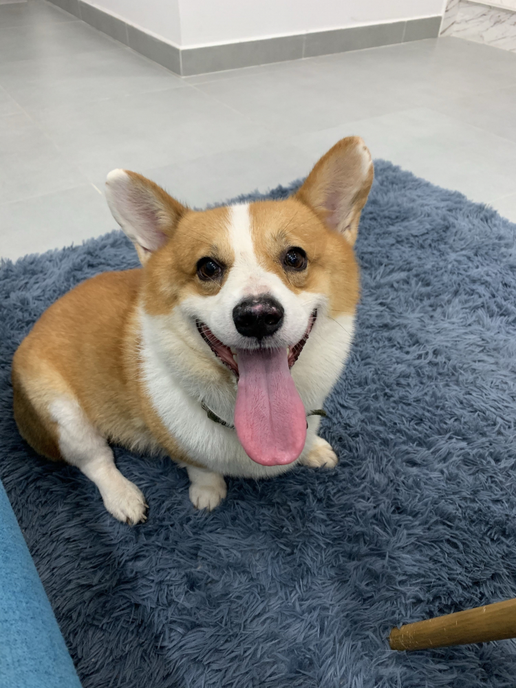 Hỏi kinh nghiệm nuôi chó Corgi ah