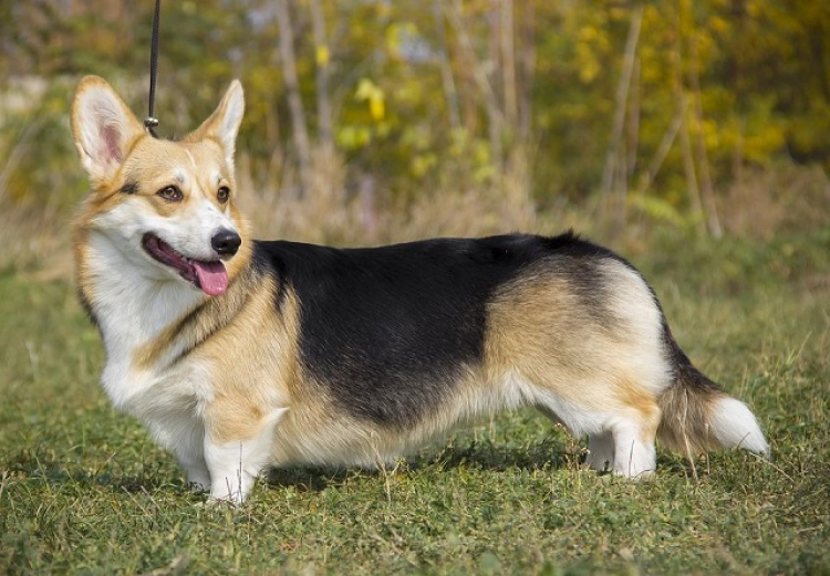 Hỏi kinh nghiệm nuôi chó Corgi ah