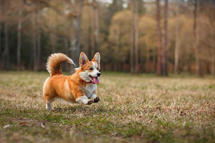 Hỏi kinh nghiệm nuôi chó Corgi ah