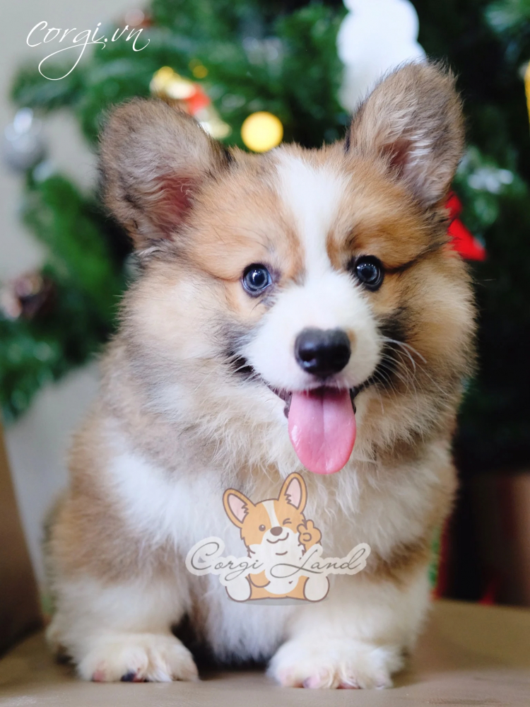 Hỏi kinh nghiệm nuôi chó Corgi ah