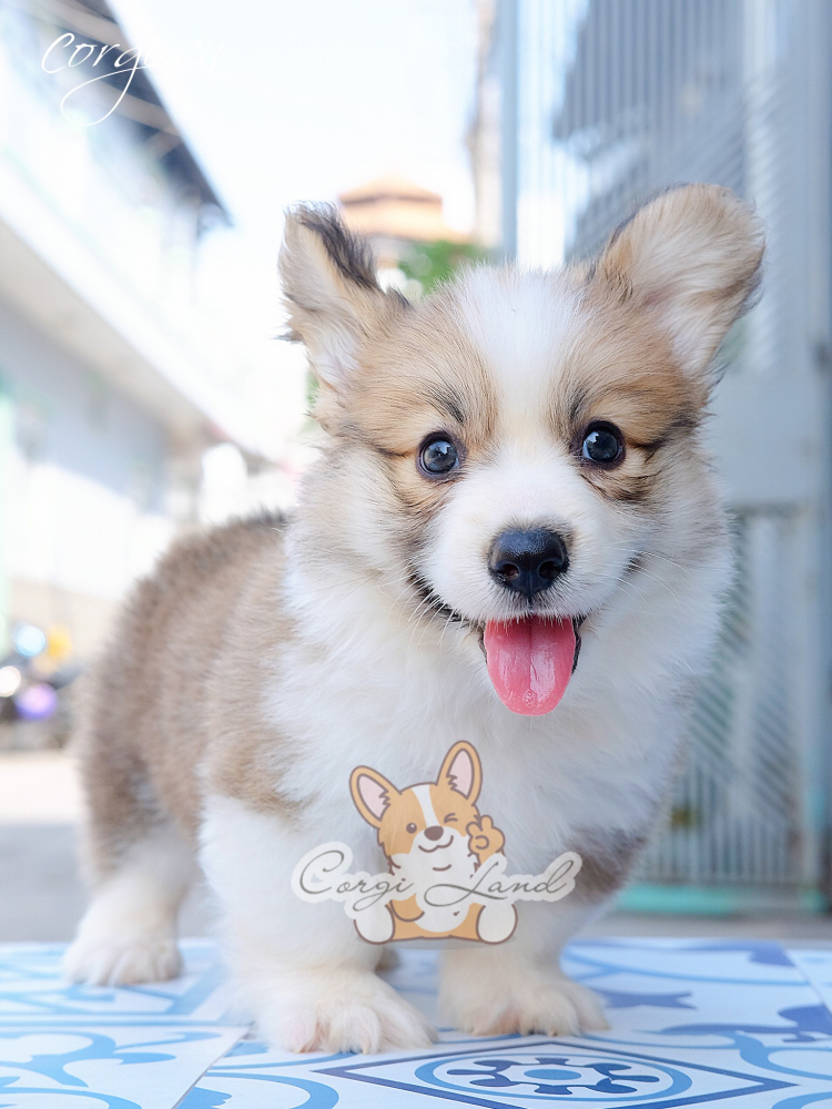 Hỏi kinh nghiệm nuôi chó Corgi ah