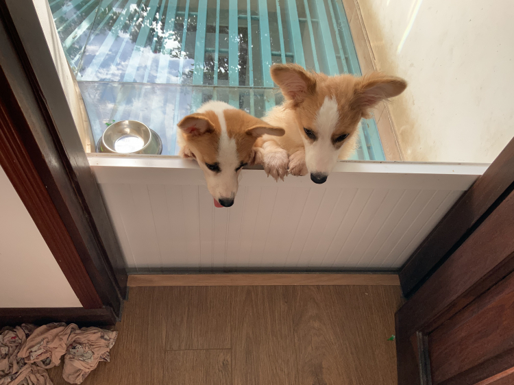 Hỏi kinh nghiệm nuôi chó Corgi ah