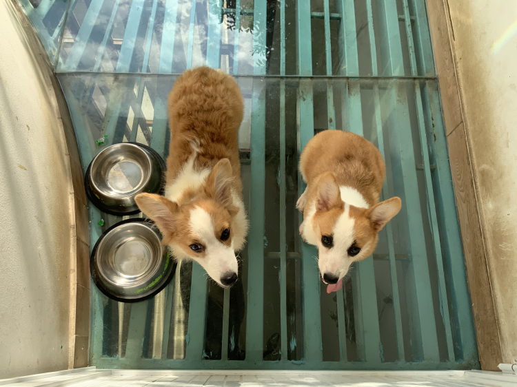 Hỏi kinh nghiệm nuôi chó Corgi ah Hỏi kinh nghiệm nuôi chó Corgi ah