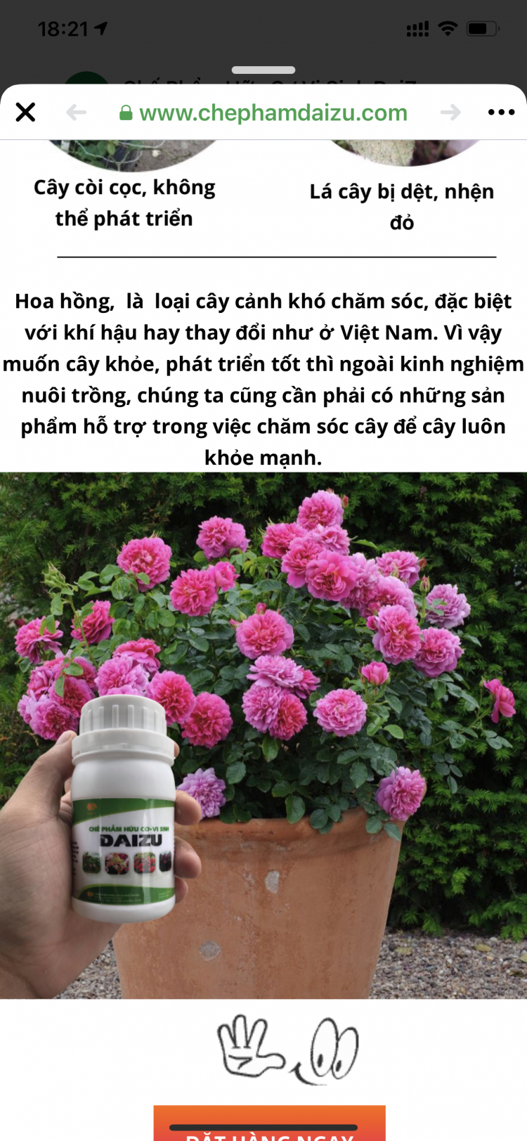 Bài học cho dân tập sự chơi lan mùa Covid19 và chơi cả hồng :P