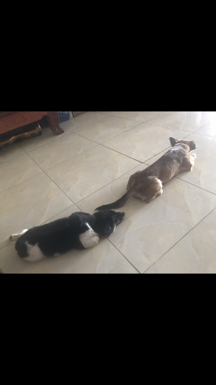 Hỏi kinh nghiệm nuôi chó Corgi ah