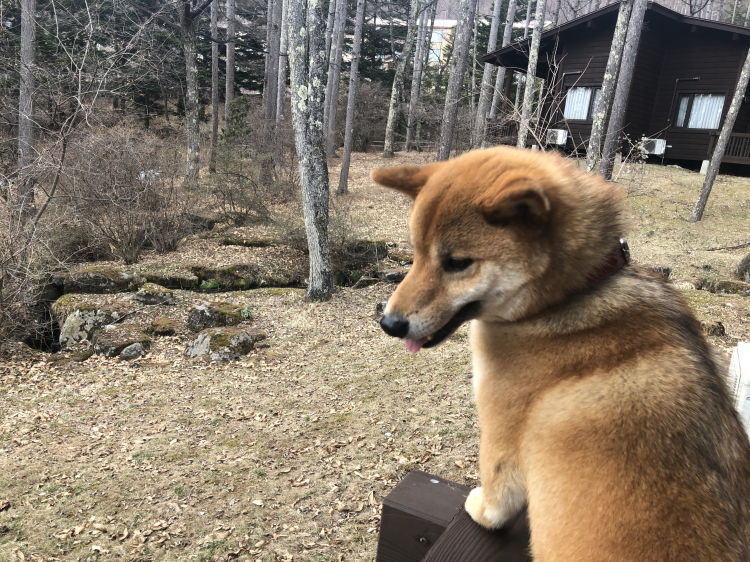 Hỏi kinh nghiệm nuôi chó Corgi ah