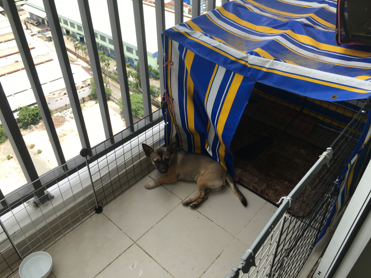 Hỏi kinh nghiệm nuôi chó Corgi ah Hỏi kinh nghiệm nuôi chó Corgi ah