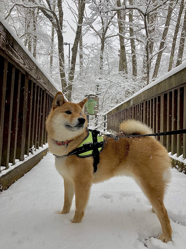 Hỏi kinh nghiệm nuôi chó Corgi ah