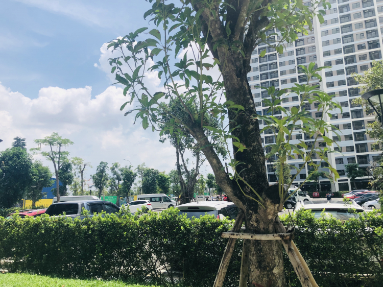 VINHOMES GRAND PARK QUẬN 9 LÀ CÁI “BẪY GẤU” CHO NHỮNG KHÁCH YÊU MÀU HỒNG! VINHOMES GRAND PARK QUẬN 9 LÀ CÁI “BẪY GẤU” CHO NHỮNG KHÁCH YÊU MÀU HỒNG!