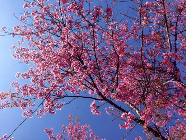 DALAT GIỜ CHỈ CÒN TRONG KÝ ỨC DALAT GIỜ CHỈ CÒN TRONG KÝ ỨC