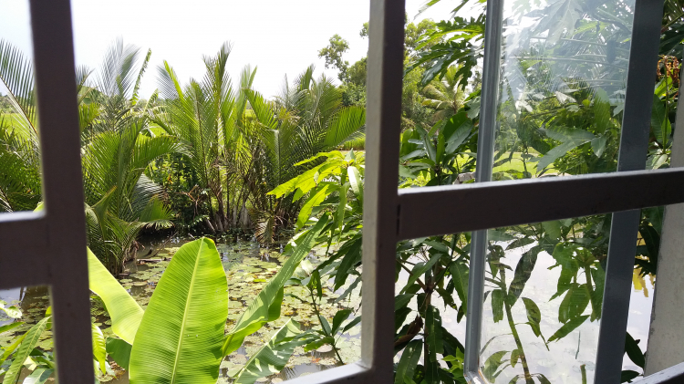 Trồng cây sân nhà phố Trồng cây sân nhà phố