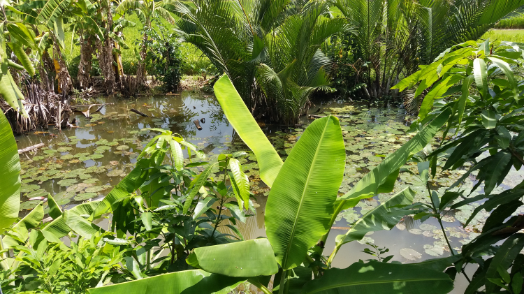 Trồng cây sân nhà phố Trồng cây sân nhà phố