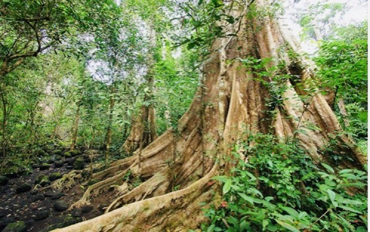 Jolie - Trên những nẻo đường