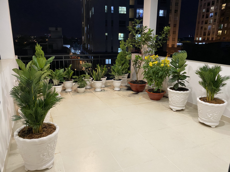 Trồng cây, hoa gì trên sân thượng! Các bác chia sẻ nhé! Trồng cây, hoa gì trên sân thượng! Các bác chia sẻ nhé!