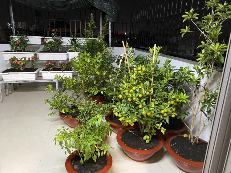 Trồng cây, hoa gì trên sân thượng! Các bác chia sẻ nhé! Trồng cây, hoa gì trên sân thượng! Các bác chia sẻ nhé!