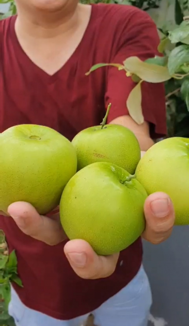 Trồng cây, hoa gì trên sân thượng! Các bác chia sẻ nhé!