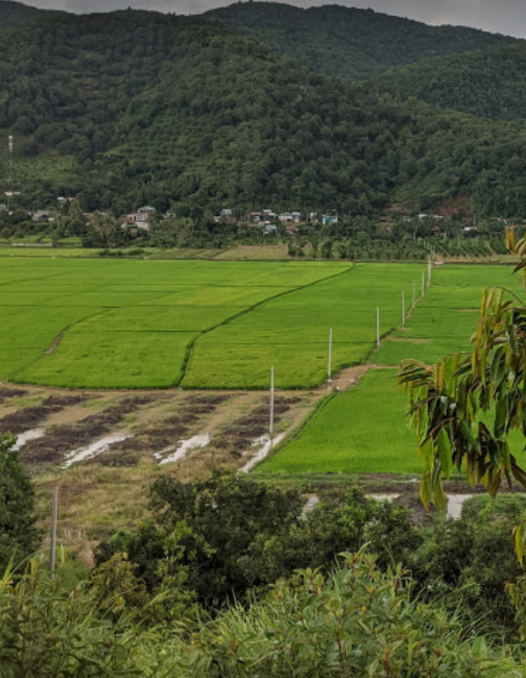 Hệ thống tưới cây