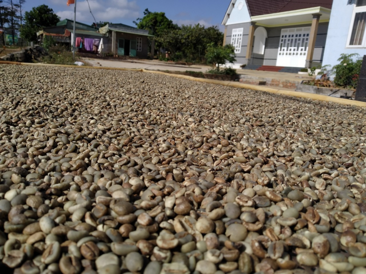 Mua cà phê hạt không tẩm hương, hóa Mua cà phê hạt không tẩm hương, hóa