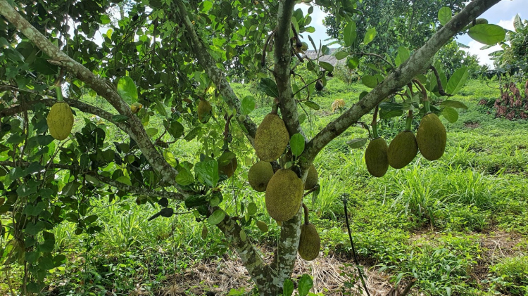 Hệ thống tưới cây