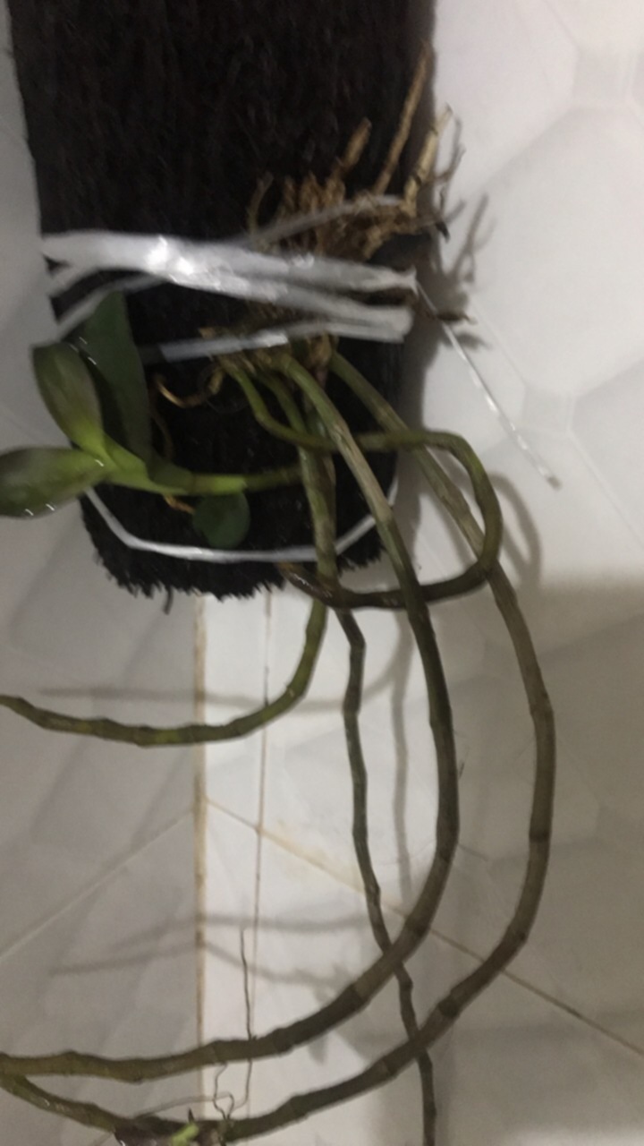 Bài học cho dân tập sự chơi lan mùa Covid19 và chơi cả hồng :P Bài học cho dân tập sự chơi lan mùa Covid19 và chơi cả hồng :P