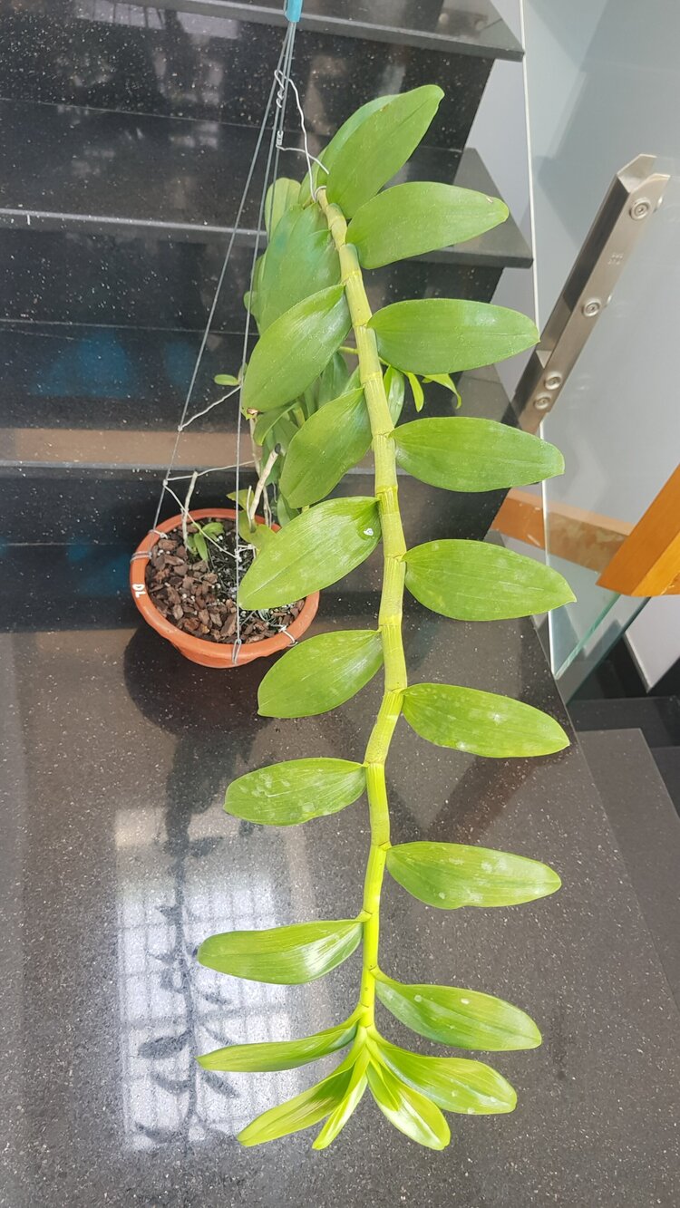 Bài học cho dân tập sự chơi lan mùa Covid19 và chơi cả hồng :P Bài học cho dân tập sự chơi lan mùa Covid19 và chơi cả hồng :P