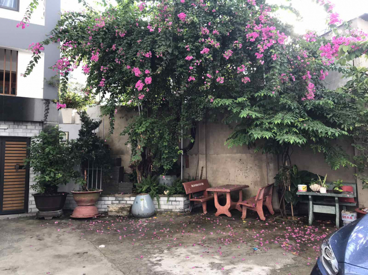 Trồng cây, hoa gì trên sân thượng! Các bác chia sẻ nhé! Trồng cây, hoa gì trên sân thượng! Các bác chia sẻ nhé!