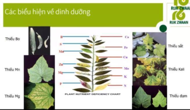 Bài học cho dân tập sự chơi lan mùa Covid19 và chơi cả hồng :P