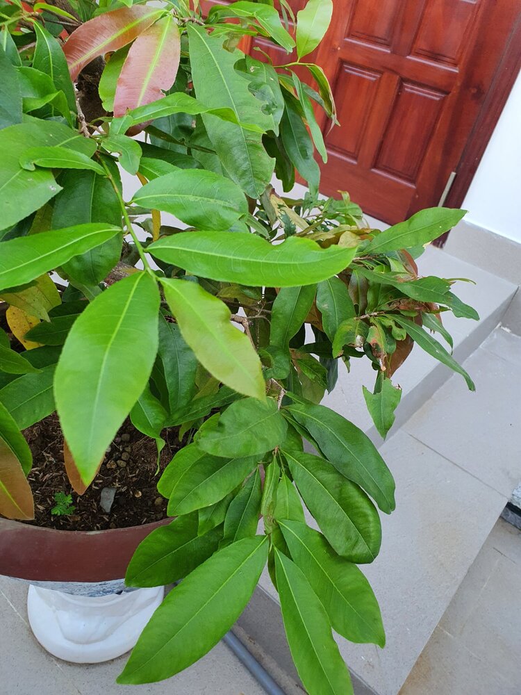 Bài học cho dân tập sự chơi lan mùa Covid19 và chơi cả hồng :P Bài học cho dân tập sự chơi lan mùa Covid19 và chơi cả hồng :P