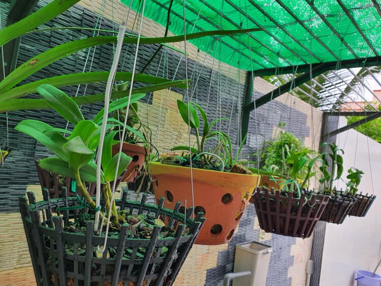 Bài học cho dân tập sự chơi lan mùa Covid19 và chơi cả hồng :P Bài học cho dân tập sự chơi lan mùa Covid19 và chơi cả hồng :P