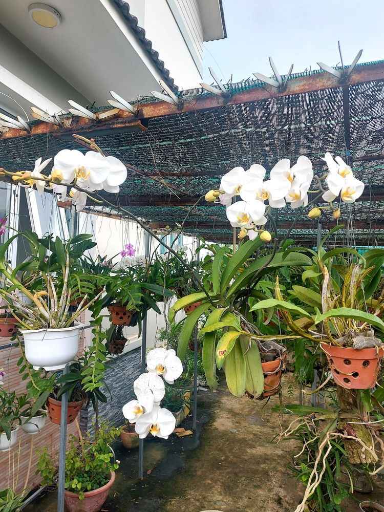 Bài học cho dân tập sự chơi lan mùa Covid19 và chơi cả hồng :P Bài học cho dân tập sự chơi lan mùa Covid19 và chơi cả hồng :P