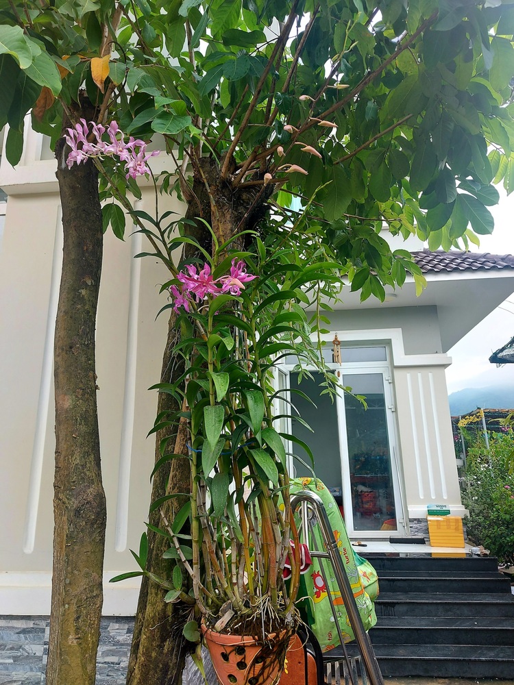 Bài học cho dân tập sự chơi lan mùa Covid19 và chơi cả hồng :P Bài học cho dân tập sự chơi lan mùa Covid19 và chơi cả hồng :P