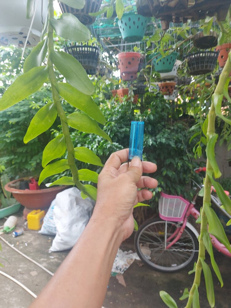 Bài học cho dân tập sự chơi lan mùa Covid19 và chơi cả hồng :P Bài học cho dân tập sự chơi lan mùa Covid19 và chơi cả hồng :P