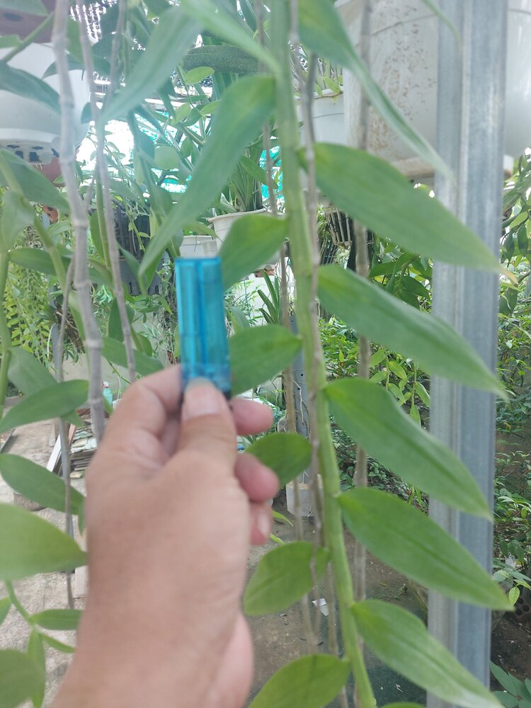 Bài học cho dân tập sự chơi lan mùa Covid19 và chơi cả hồng :P Bài học cho dân tập sự chơi lan mùa Covid19 và chơi cả hồng :P