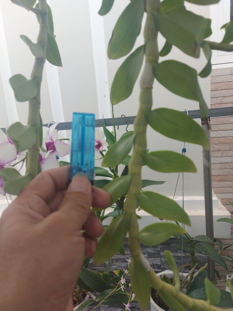 Bài học cho dân tập sự chơi lan mùa Covid19 và chơi cả hồng :P Bài học cho dân tập sự chơi lan mùa Covid19 và chơi cả hồng :P