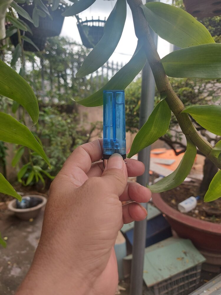 Bài học cho dân tập sự chơi lan mùa Covid19 và chơi cả hồng :P Bài học cho dân tập sự chơi lan mùa Covid19 và chơi cả hồng :P