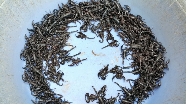 {TIỀN TRẠM}: Khám phá vẻ đẹp hoang dã tại "QUẦN ĐẢO HẢI TẶC" KIÊN GIANG - (2N2Đ 27, 28 và 29/03/2015 {TIỀN TRẠM}: Khám phá vẻ đẹp hoang dã tại "QUẦN ĐẢO HẢI TẶC" KIÊN GIANG - (2N2Đ 27, 28 và 29/03/2015