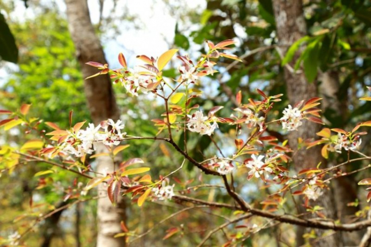 K'Tường khắc nghiệt rừng cao nguyên