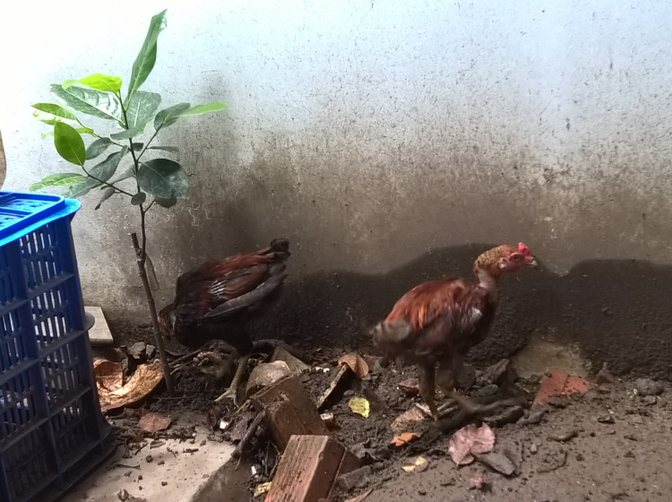Trồng cây sân nhà phố Trồng cây sân nhà phố