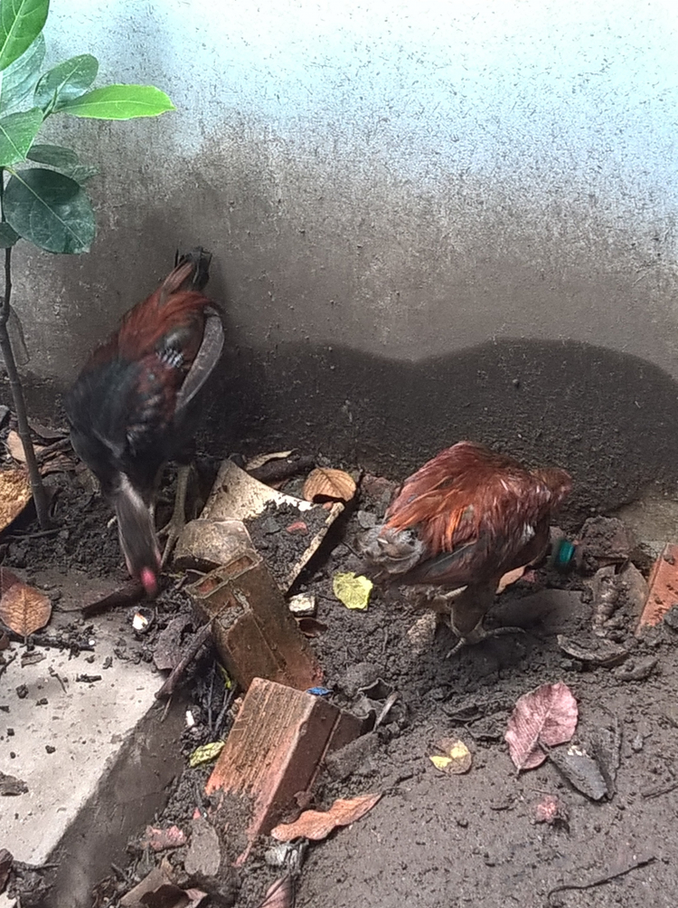 Trồng cây sân nhà phố Trồng cây sân nhà phố