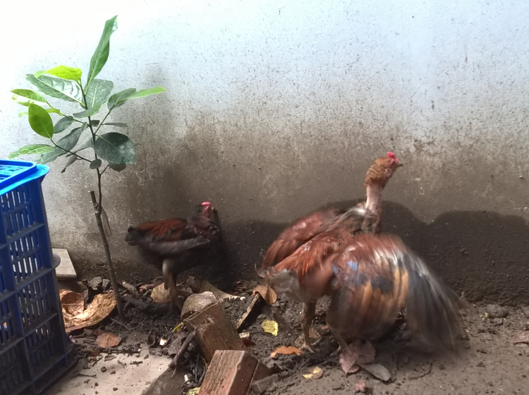 Trồng cây sân nhà phố Trồng cây sân nhà phố