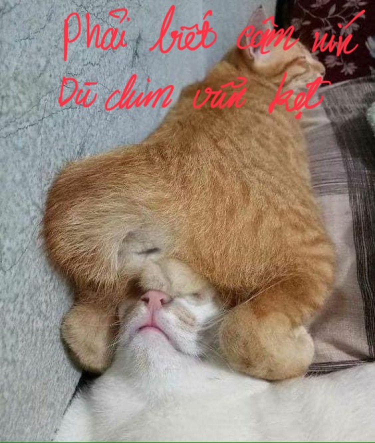 Mềnh mới đi Bình Thuận, chỉ kịp làm 2 miếng. Mềnh mới đi Bình Thuận, chỉ kịp làm 2 miếng.