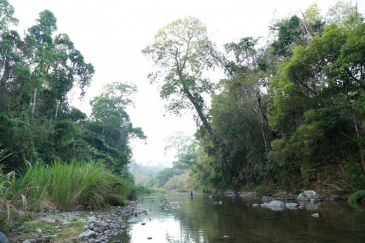 K'Tường khắc nghiệt rừng cao nguyên