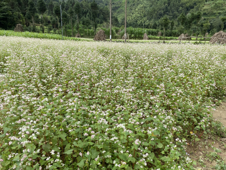 Trải nghiệm Tây Bắc mùa lúa chín 4 ngày