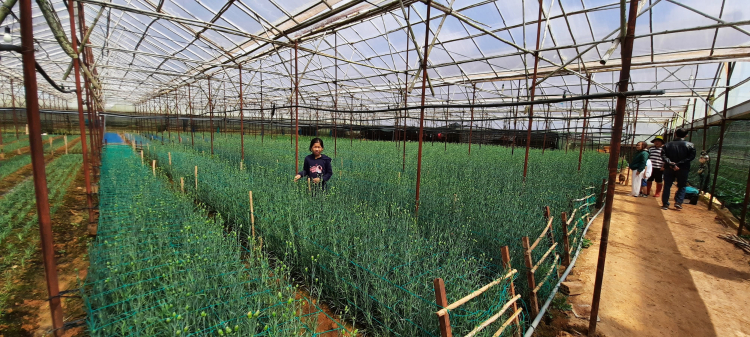 Lại hỏi về Đà Lạt