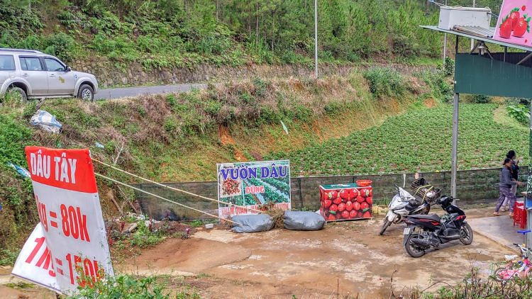 Bỏ túi kinh nghiệm đi Đà Lạt tiện nhất bằng những điểm đến trên cùng một cung đường