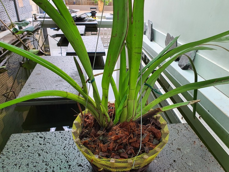 Bài học cho dân tập sự chơi lan mùa Covid19 và chơi cả hồng :P Bài học cho dân tập sự chơi lan mùa Covid19 và chơi cả hồng :P