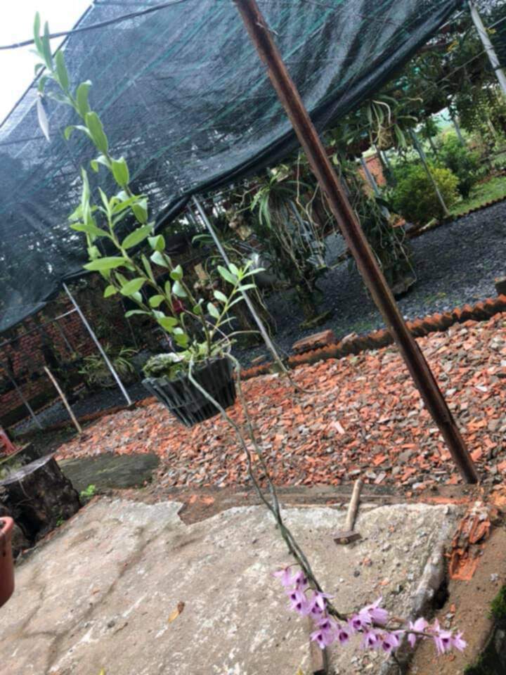 Bài học cho dân tập sự chơi lan mùa Covid19 và chơi cả hồng :P Bài học cho dân tập sự chơi lan mùa Covid19 và chơi cả hồng :P