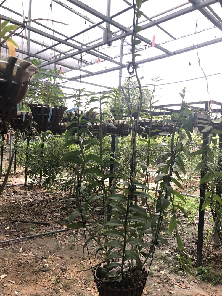 Bài học cho dân tập sự chơi lan mùa Covid19 và chơi cả hồng :P Bài học cho dân tập sự chơi lan mùa Covid19 và chơi cả hồng :P